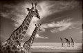159 - girafes - VEKEMANS Muriel - belgium